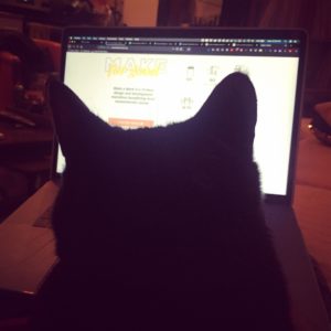 cat coding